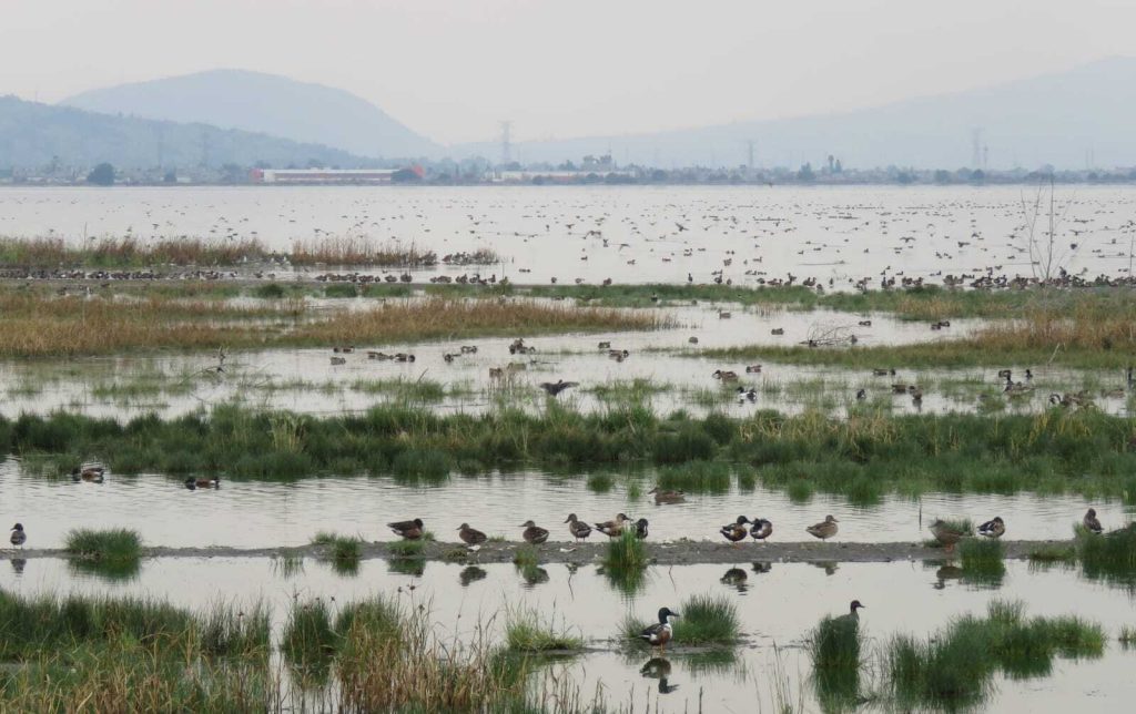 Lago_de_Texcoco_alt
