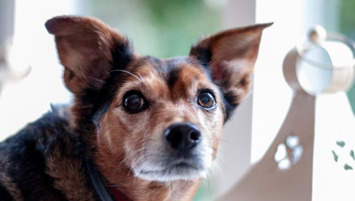 ley de alquiler pet friendly alt