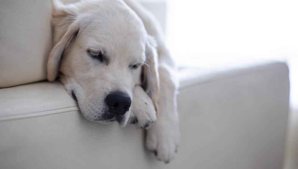 seguro de daños contra vivienda alt