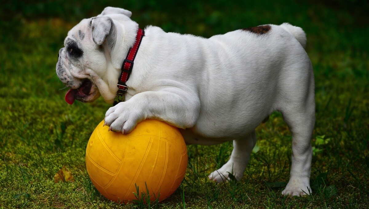 dia mundial del perro alt