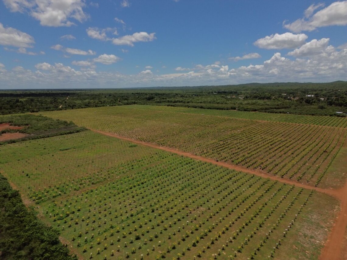 Pitahaya-Investments-alt