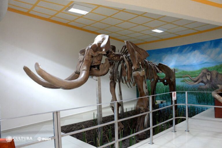 Museo del Mamut-tultepec-2