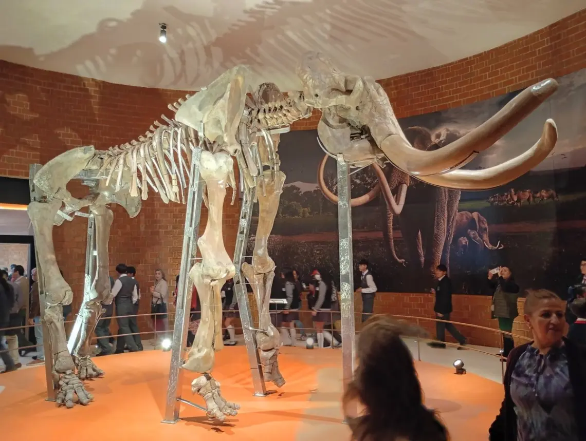 Museo del Mamut-tultepec-alt