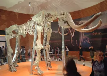 Museo del Mamut-tultepec-alt
