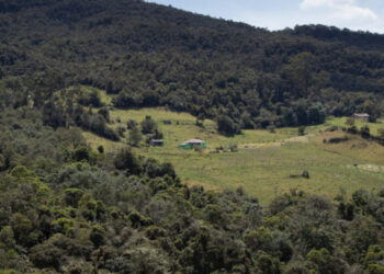Bosque de Agua-alt (2)