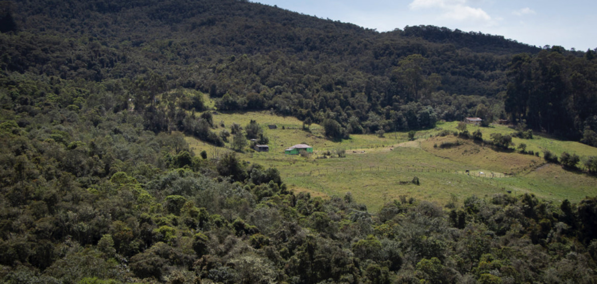 Bosque de Agua-alt (2)